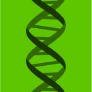 Genotype